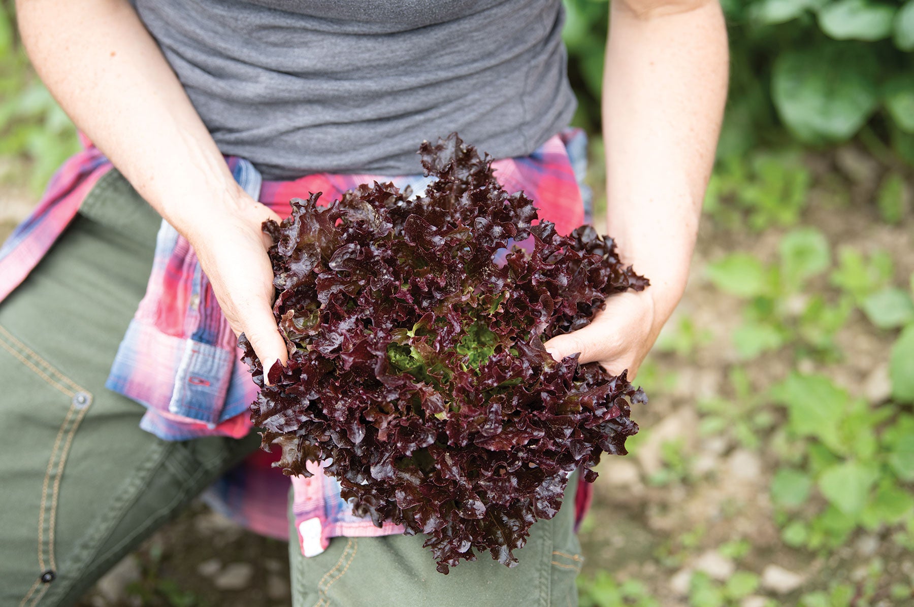 Salanova Red Tango – Lettuce Seed
